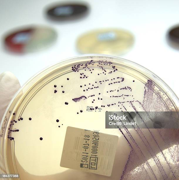 Vre - zdjęcia stockowe i więcej obrazów MRSA - MRSA, Vancomycin Resistant, Analizować