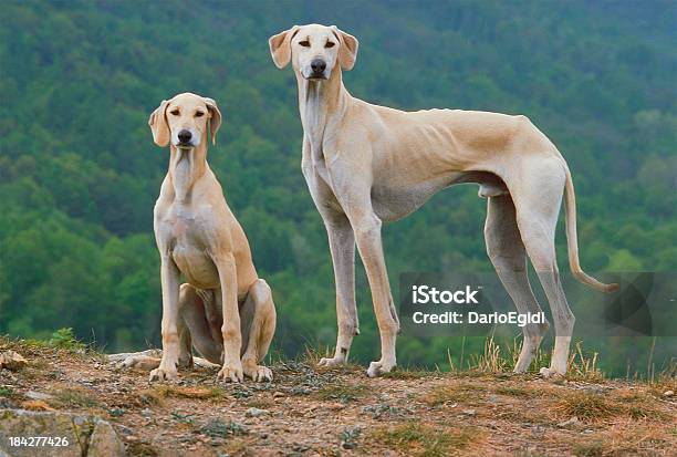 Due Greyhound Dog Stare In Piedi E Seduto In Un Parco - Fotografie stock e altre immagini di Animale