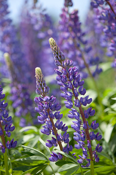 istock Wild Maine Lupine 184277467