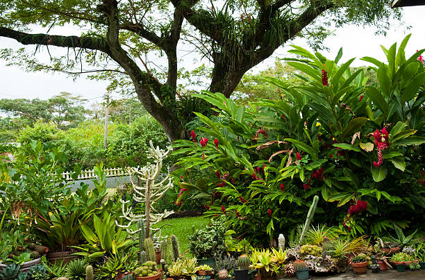 istock Cactus Collection in the Garden 184277505