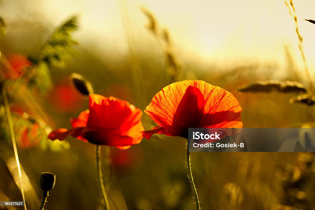 poppies - Foto de stock de Beleza royalty-free