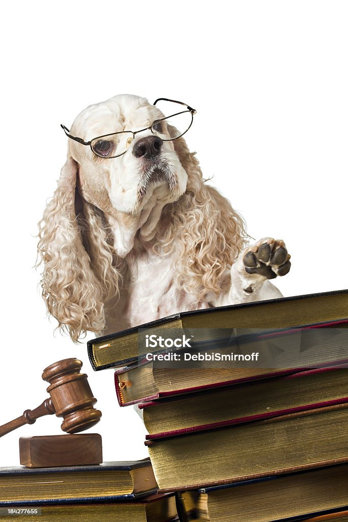 Bestellung In dem Court - Lizenzfrei Hund Stock-Foto
