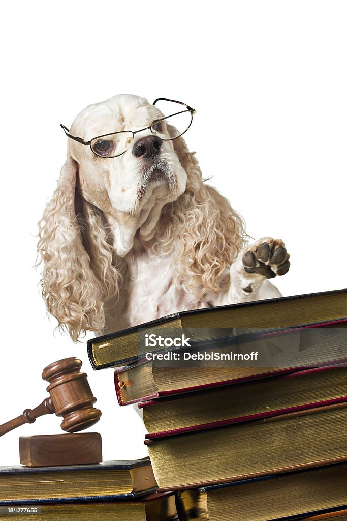 Orden en el Court - Foto de stock de Perro libre de derechos