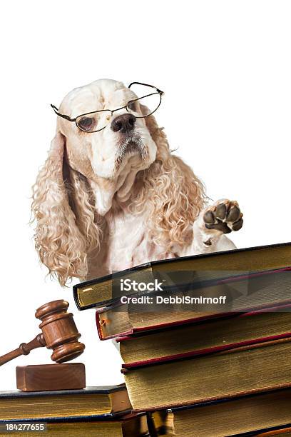 Orden En El Court Foto de stock y más banco de imágenes de Perro - Perro, Juez - Derecho, Animal