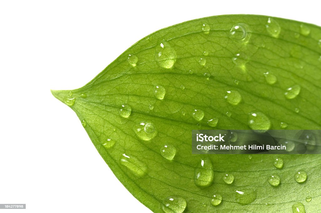 Water Drop on Leaf - Foto de stock de Hoja libre de derechos