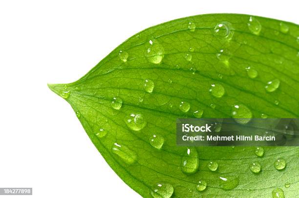 Water Drop On Leaf Foto de stock y más banco de imágenes de Hoja - Hoja, Verde - Color, Agua