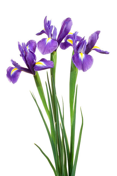 Photo of Irises.