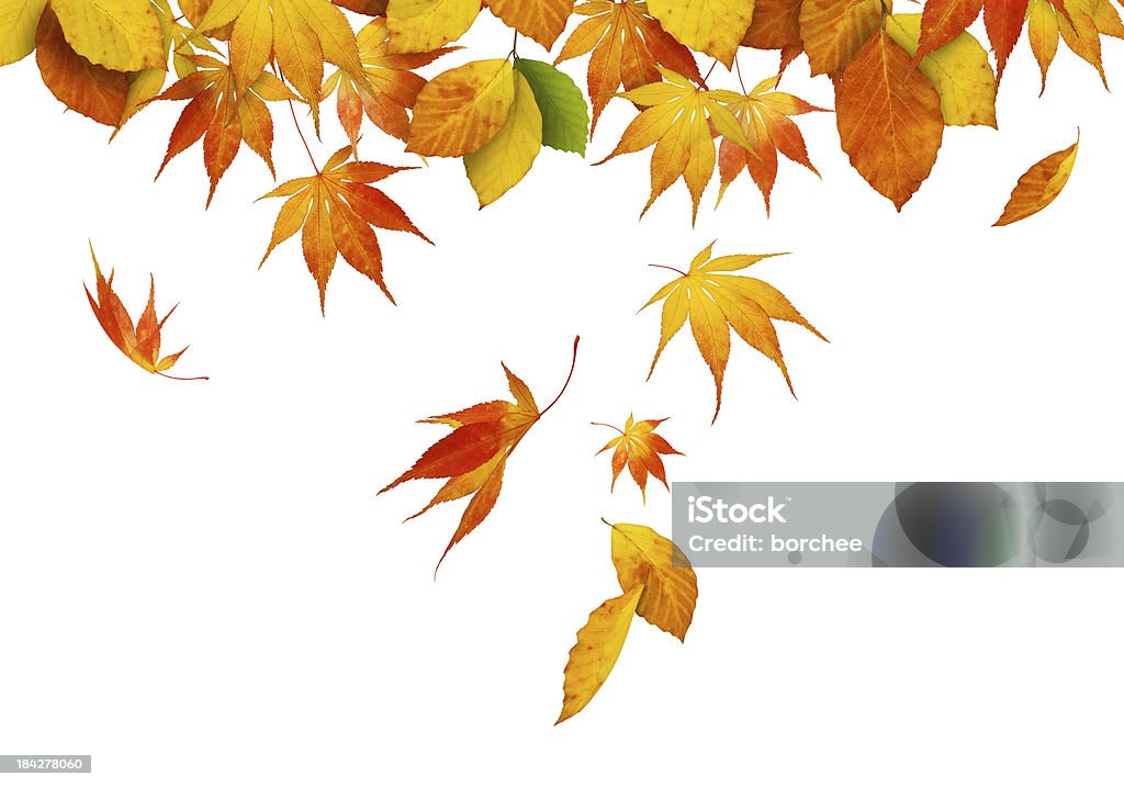 Falling Autumn Leaves Falling autumn leaves on white background. Leaf Stock Photo