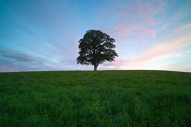 istock Lone tree at sunset, Palouse USA. 184278438