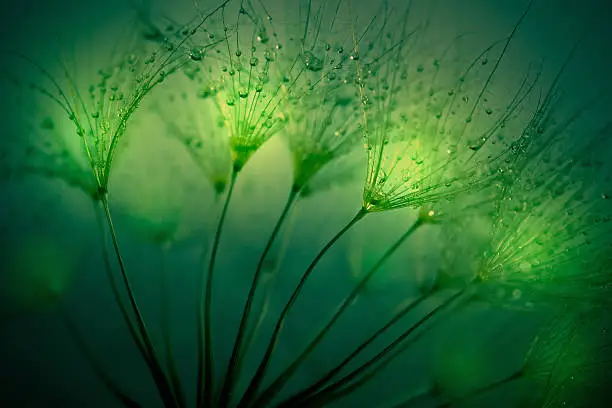Dandelion light abstract