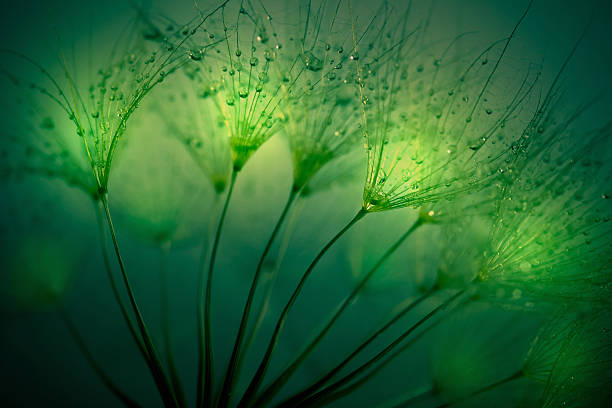 abstrato luz de dente-de-leão - dandelion nature water drop - fotografias e filmes do acervo