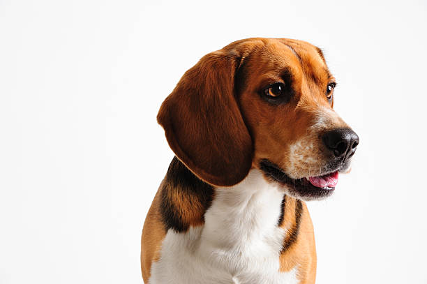 istock Model shot of young beagle dog 184278585