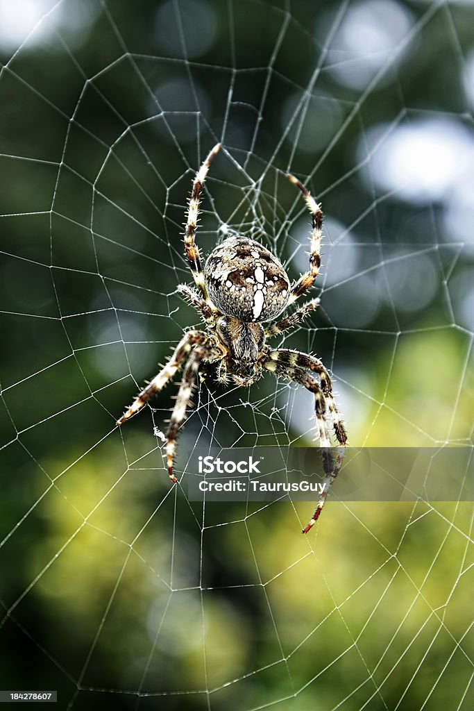 Spider Zbliżenie - Zbiór zdjęć royalty-free (Biały)