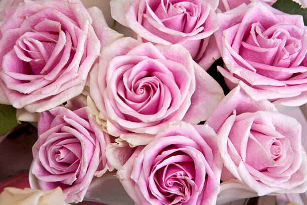 istock Close to Pink Roses Bouquet 184278795