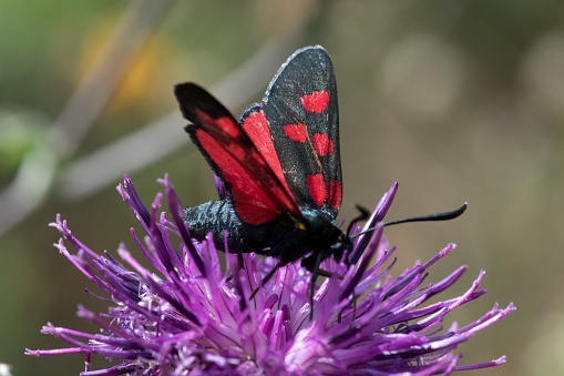 Moth from Zygaena family on the flower