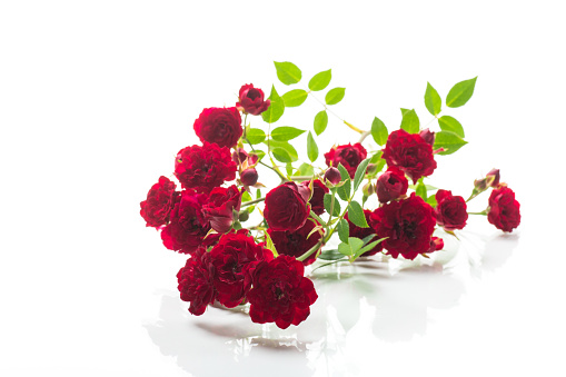 bouquet of red small roses, on white background.