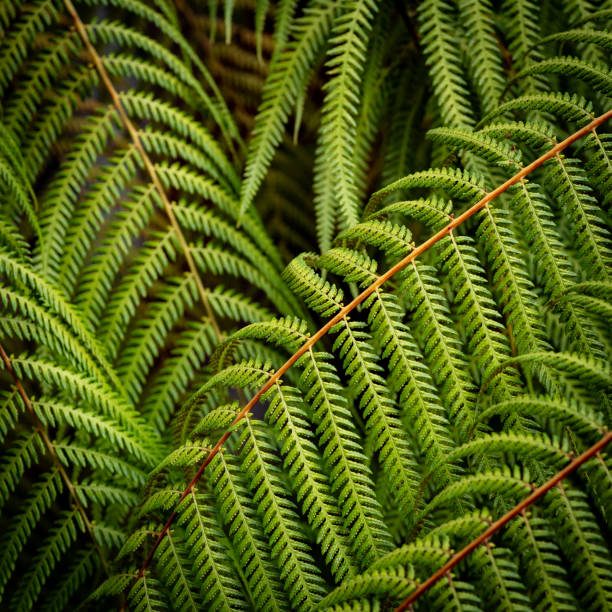 istock Tree fern branches in the forest 1842790962