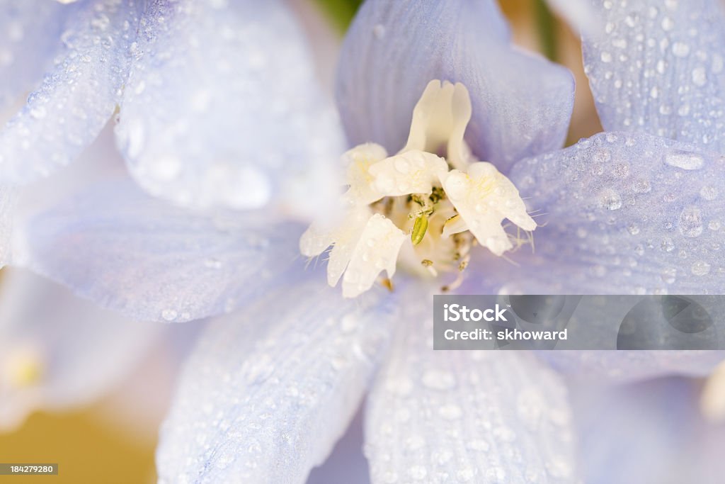 Delphinium - Photo de Bleu libre de droits