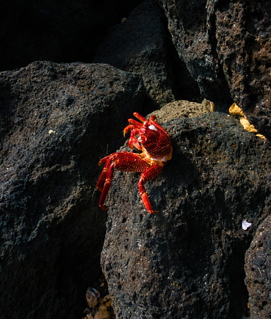 Close up photo of a Hawaiian A'ama Crab, species Grapsus Tenuicrustatus. (Kingdom Animalia, Phylum Arthropoda, Class Malacostraca, Order Decapoda, Family Grapsidae, Genus Grapsus)