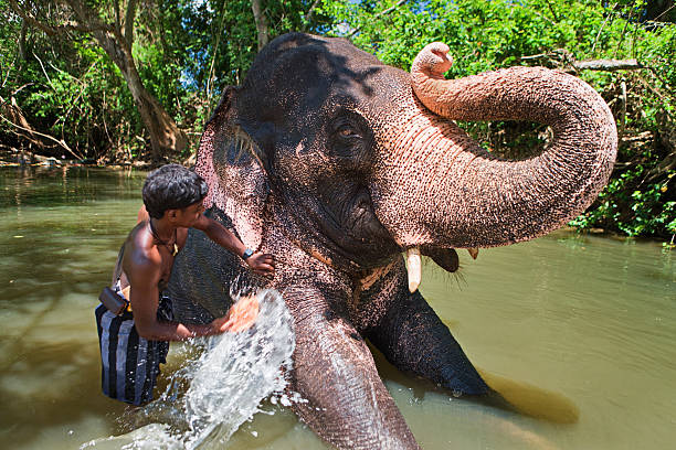 istock Mahout bathing his elephant in the river 184279379