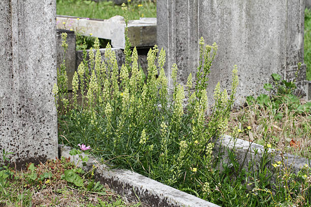 Wild mignonette Reseda lutea green and yellow in graveyard Wild mignonette is a self-fertile wildflower that is noted for attracting wildlife. In particular, a clump of these flowers will attract bees, and it is a noted food plant for (Pieris) white butterflies. It is closely related to weld, a plant used in the vegetable dye industry. This photograph provides a good illustration of how graveyards can be good for the conservation of wild flower populations. reseda lutea stock pictures, royalty-free photos & images