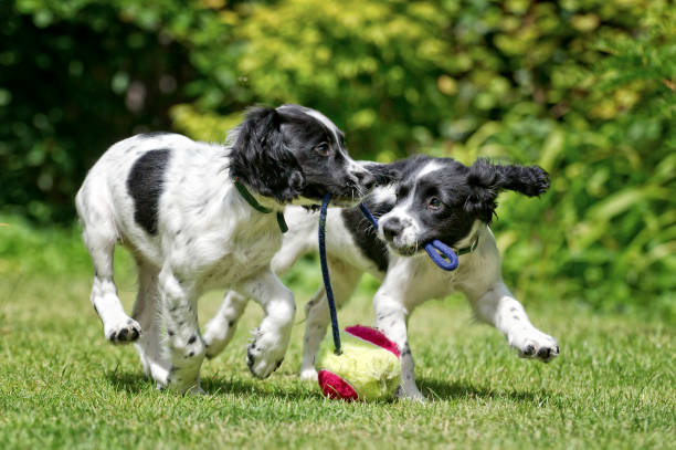 istock Two dogs working and playing together outside 184279577