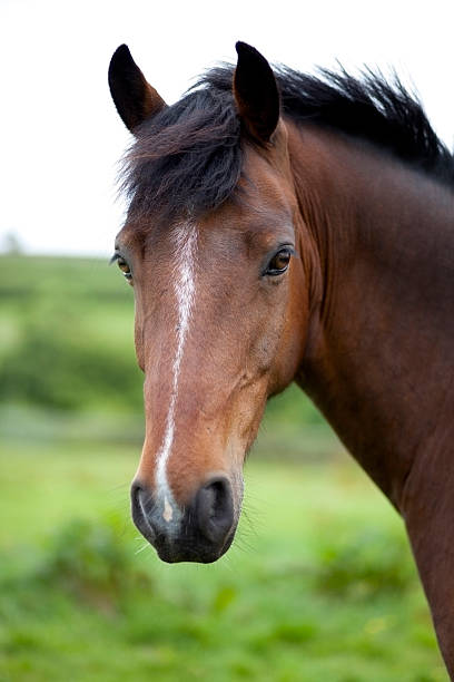A close-up of a brown horse's face in front of a field