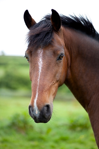 bay horse looking at camera - head and shoulders