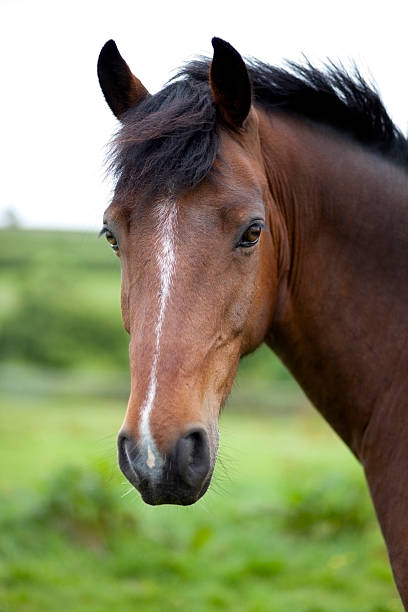 A close-up of a brown horse's face in front of a field stock photo