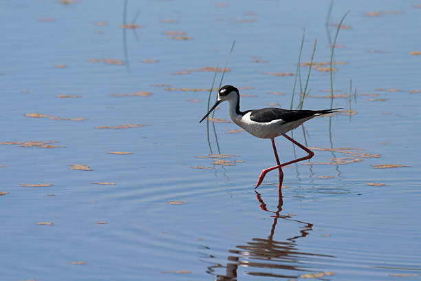 himantopus himantopus mexicanus (himantopus mexicanus - himantopus himantopus mexicanus stock-fotos und bilder