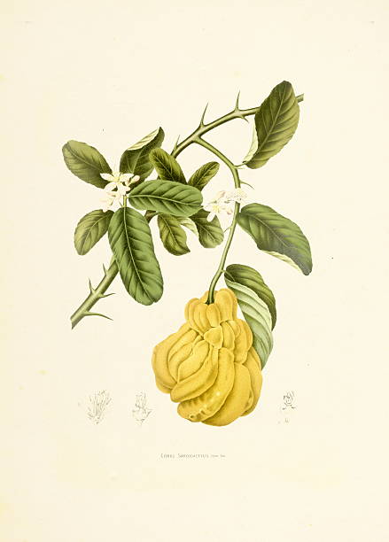 fingered лимонный/античный plant иллюстрации - berthe hoola van nooten stock illustrations