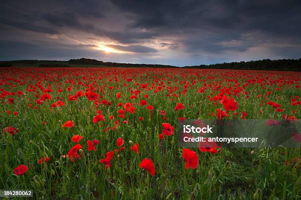 Pôr Do Sol De Verão Tempestuosa - Fotografias de stock e mais imagens de Ao Ar Livre - Ao Ar Livre, Azul, Campo agrícola