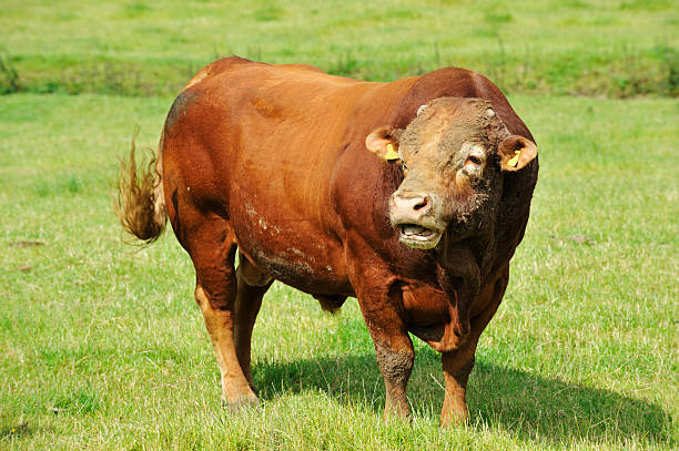 Beef cattle farm.  Black Angus bull running in a field