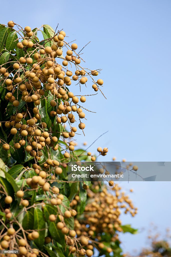 Longans crescendo em um pomar tailandesa. - Foto de stock de Agricultura royalty-free