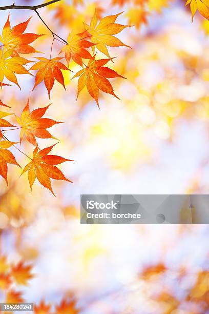 Herbst Laub Stockfoto und mehr Bilder von Ahorn - Ahorn, Ahornblatt, Ast - Pflanzenbestandteil