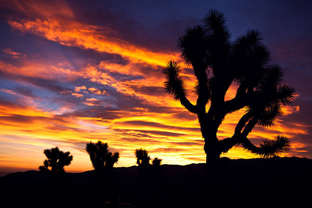 istock Desert Sun on Horizon at Joshua Tree 184280263