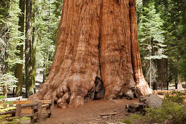 Giant Sequoia tree close-up, at Sequoia National Park. This tree is known as the General Sherman tree. It is the largest known tree by volume and is believed to be between 2,300 and 2,700 years old.