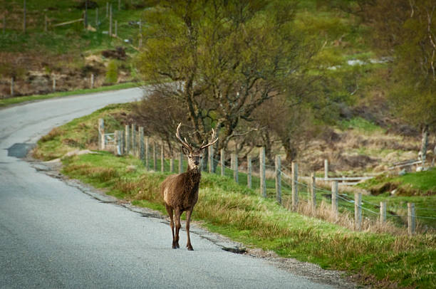 Red deer Crossing a highland road, Scotland