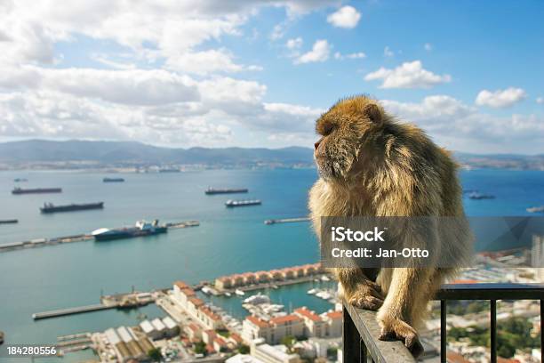 Małpa Człekokształtna Gibraltarska - zdjęcia stockowe i więcej obrazów Gibraltar - Gibraltar, Małpa, Małpa człekokształtna