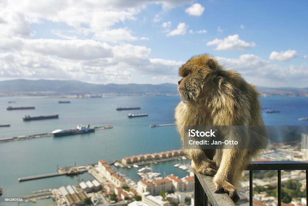 Macaco antropoide de gibraltar - Royalty-free Gibraltar Foto de stock