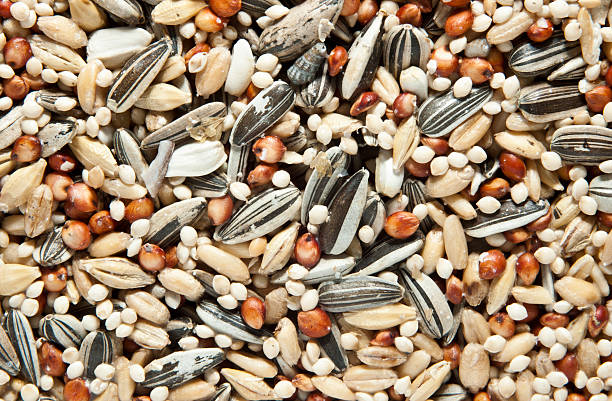 istock Spread out pile of multicolor bird seed 184280806