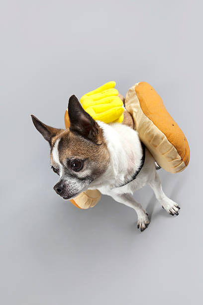 hot diggity hund für halloween - wearing hot dog costume stock-fotos und bilder