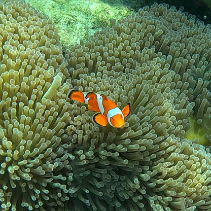 Koh Surin Island in the Andaman sea Thailand teaming with colourful Corel fish clown fish Nemo