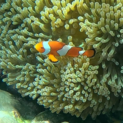 Koh Surin Island in the Andaman sea Thailand teaming with colourful Corel fish clown fish Nemo