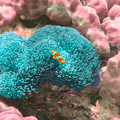 Koh Surin Island in the Andaman sea Thailand teaming with colourful Corel fish clown fish Nemo