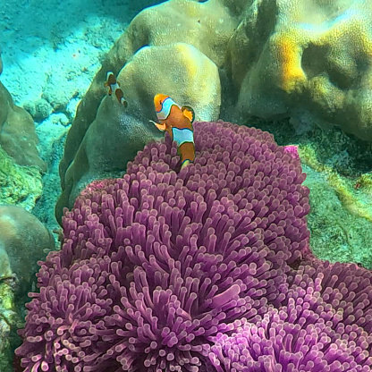 Koh Surin Island in the Andaman sea Thailand teaming with colourful Corel fish clown fish Nemo