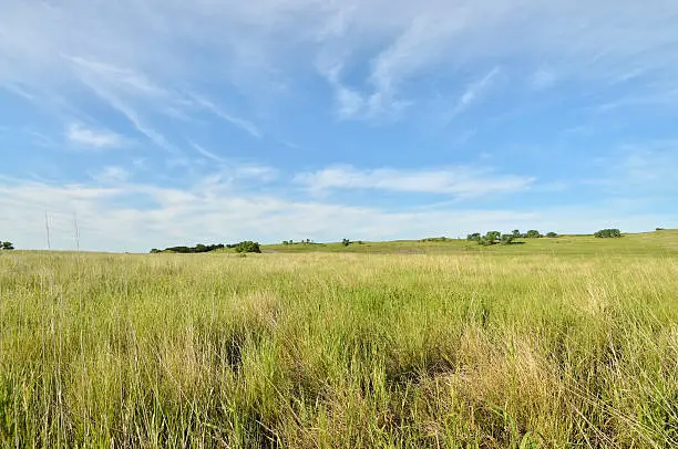 Hard to imagine the vastness of the prairie in central North America. This might give you some idea. This appears to be Eastern  gammagrass, Tripsacum dactyloides