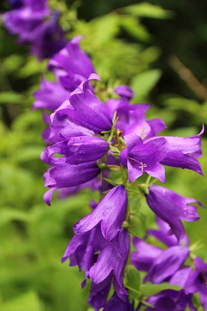 istock Campanula latifolia - Forest Bellflower 184281169