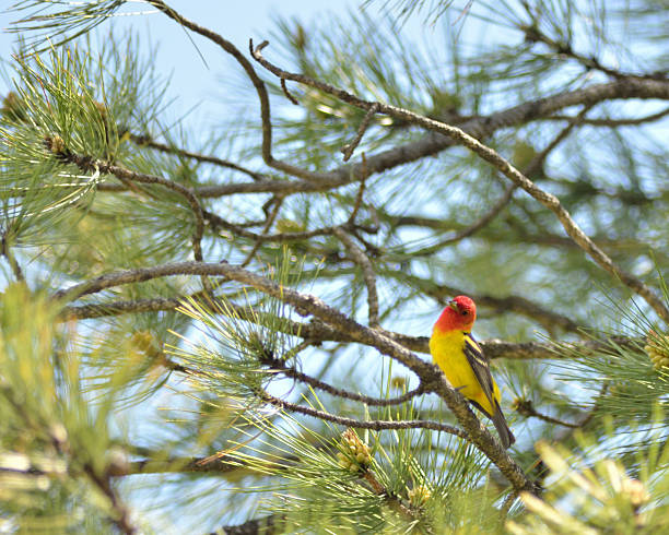Western Tanager, Piranga ludoviciana It's that time of year and he's really singing his heart out hoping to get married, this Western Tanager is arguably the most colorful bird in North America piranga ludoviciana stock pictures, royalty-free photos & images