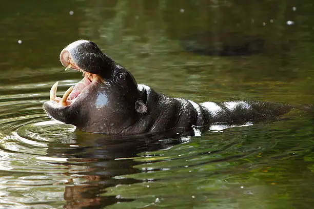 Photo of Hippopotamus